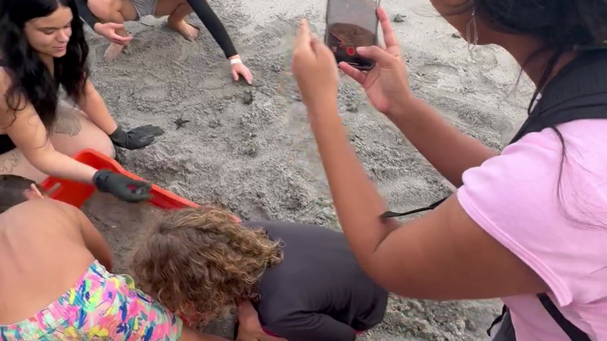 Les bébés tortues